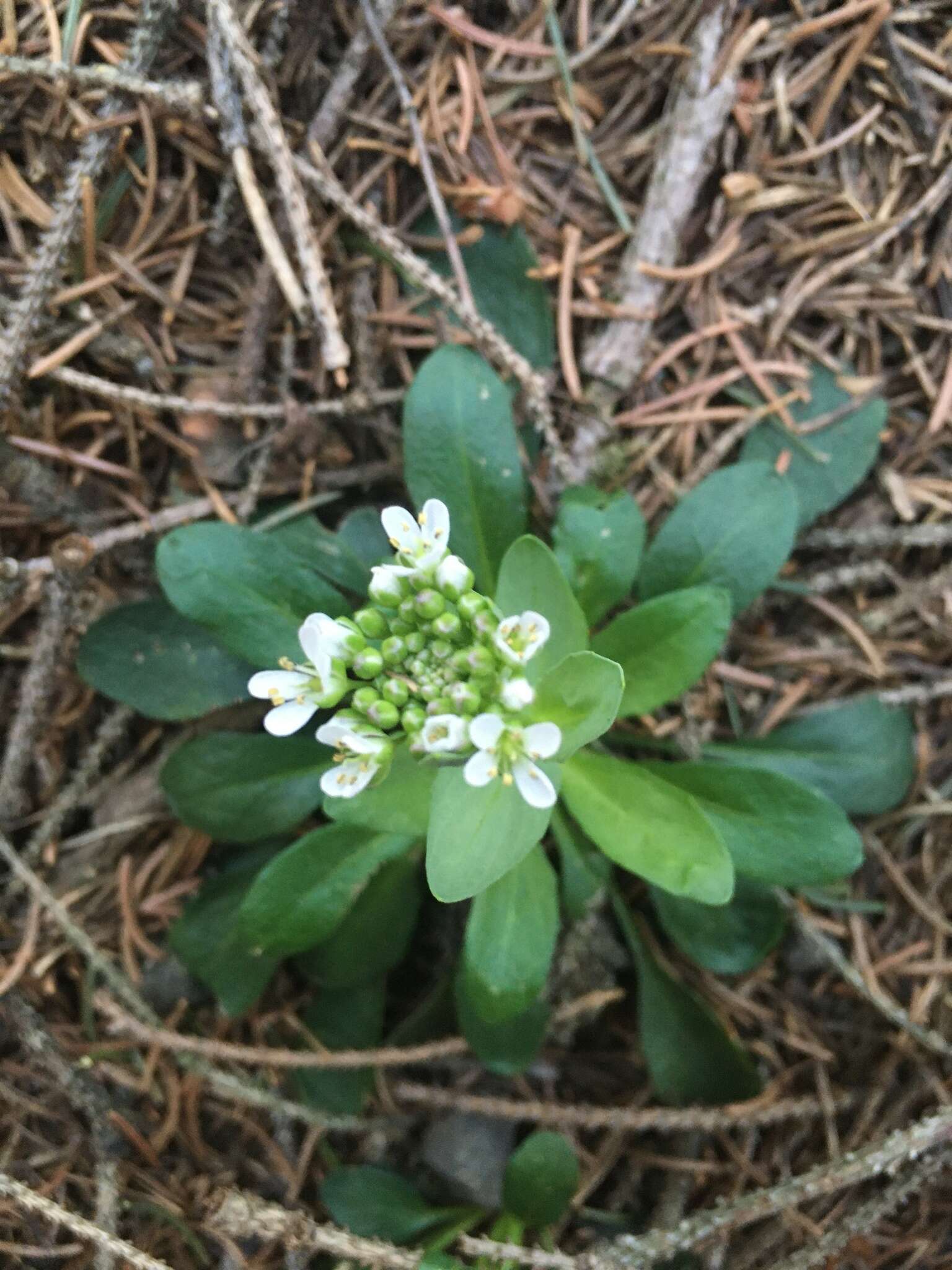 Image of Alpine Pennycress