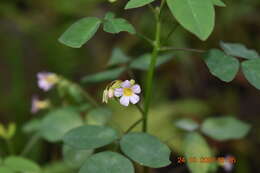 Sivun Oxalis barrelieri L. kuva