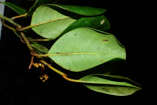 Image of Platea hongiaoensis