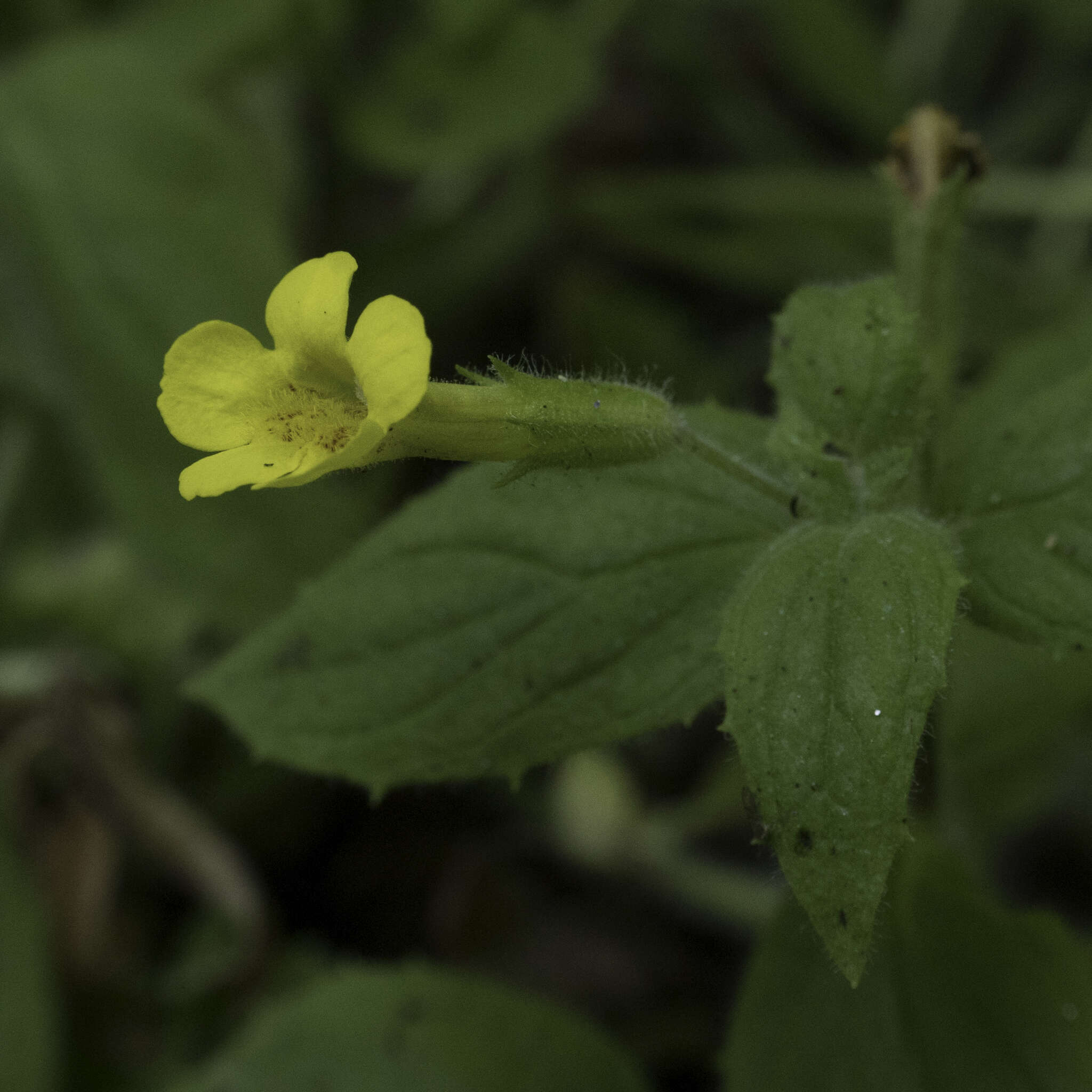 Image of muskflower