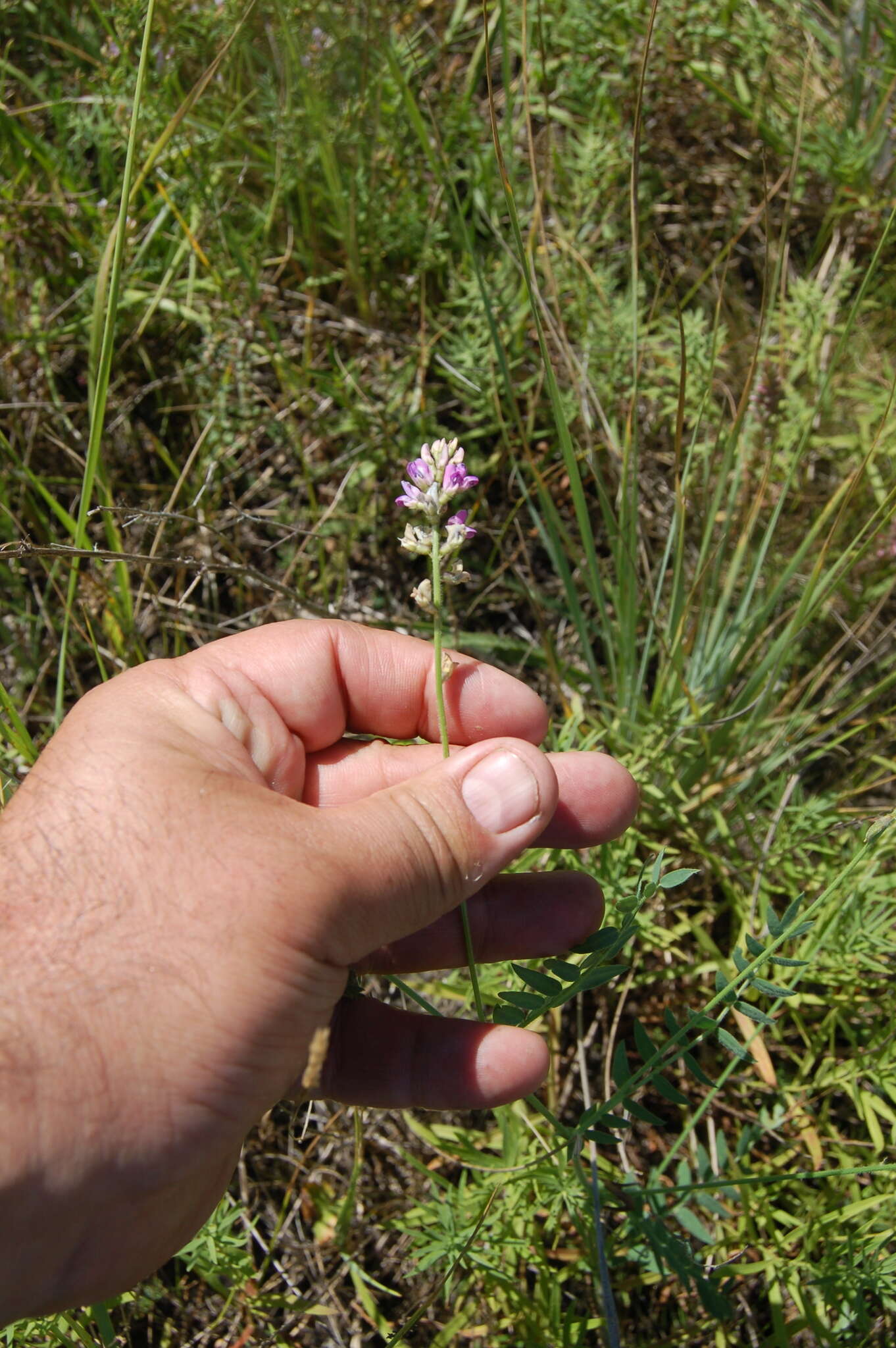 Image of Oxytropis glabra DC.