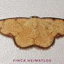 Image of <i>Haemalea punctilinea</i>