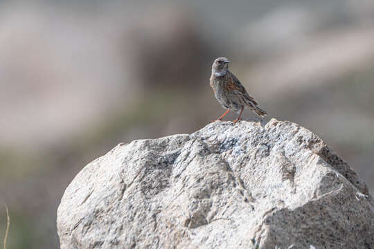 Image of Altai Accentor