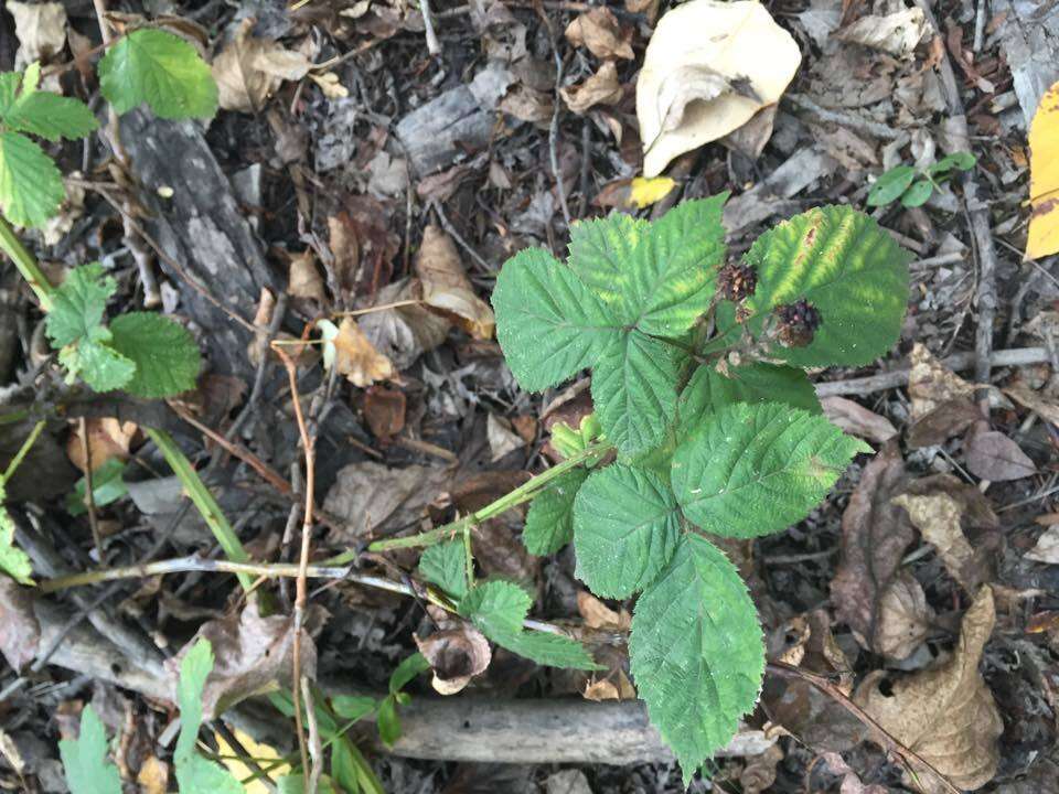 Image of Himalayan blackberry