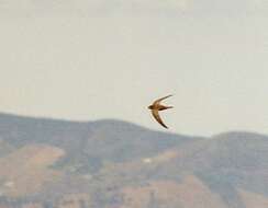 Image of Pallid Swift