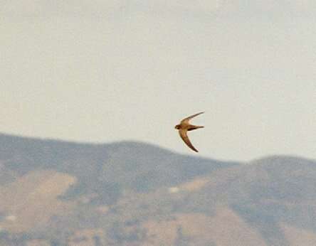 Image of Pallid Swift