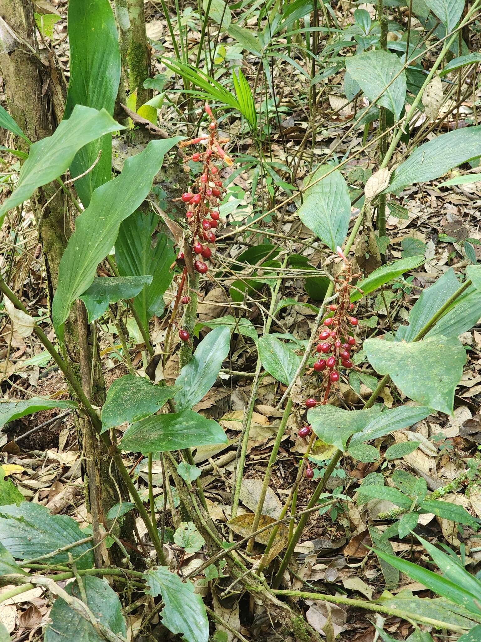 Image of jenjibre-de-jardin