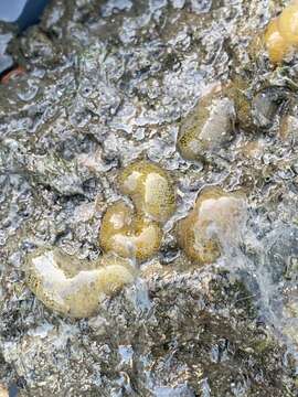 Image of Japanese bubble snail