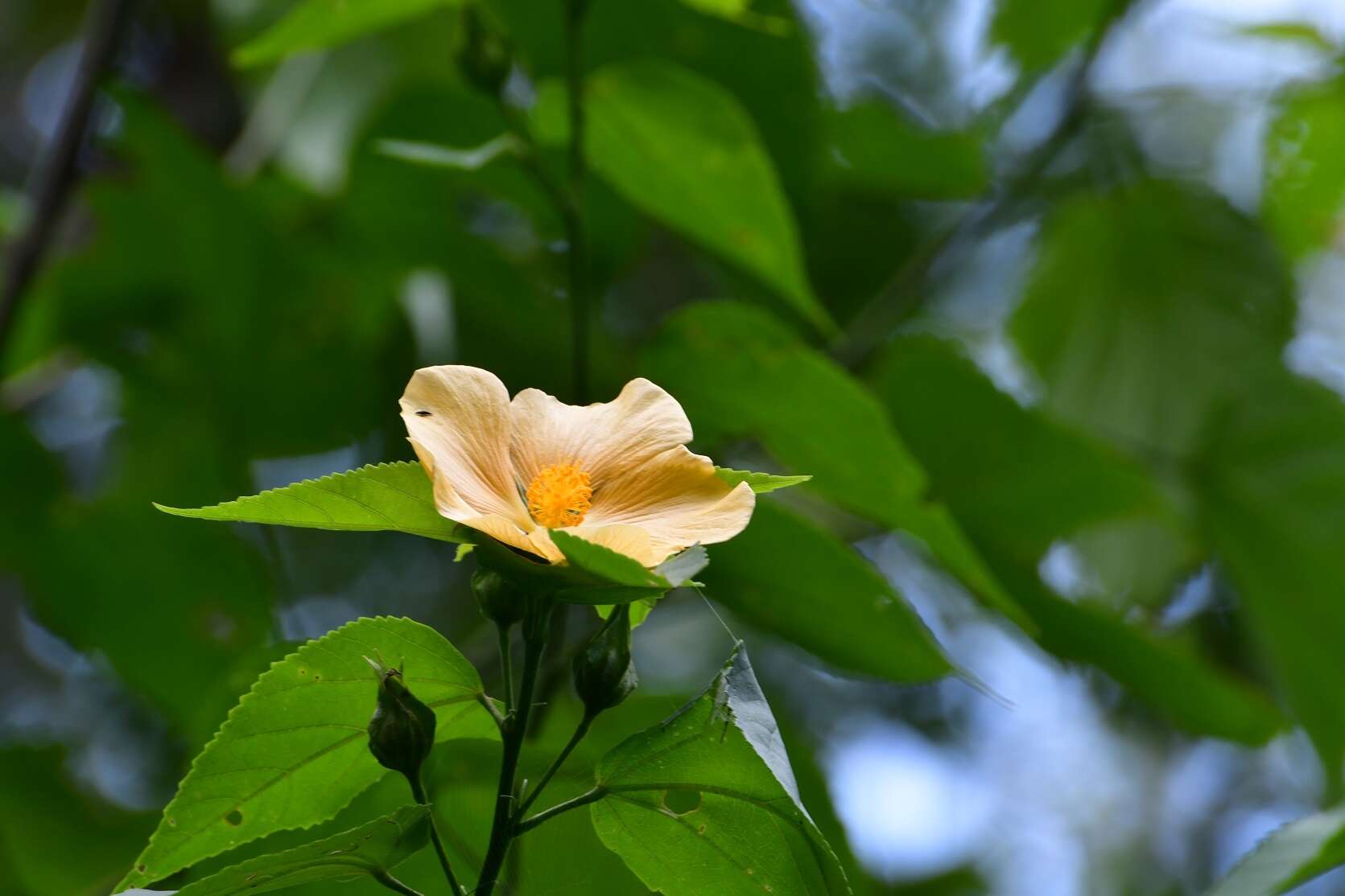 Plancia ëd Dendrosida sharpiana (Miranda) Fryxell