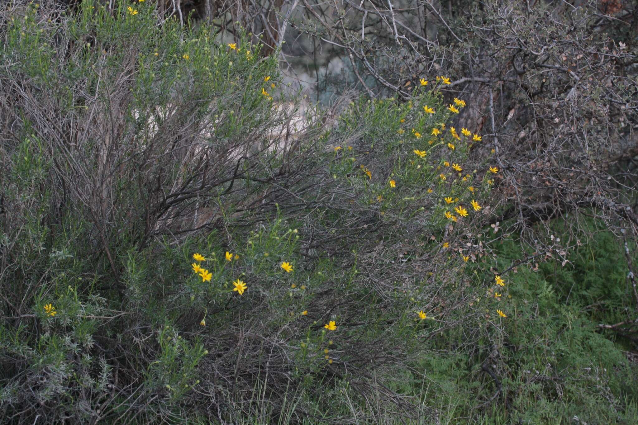 Plancia ëd Ericameria linearifolia (DC.) L. E. Urbatsch & J. R. Wussow