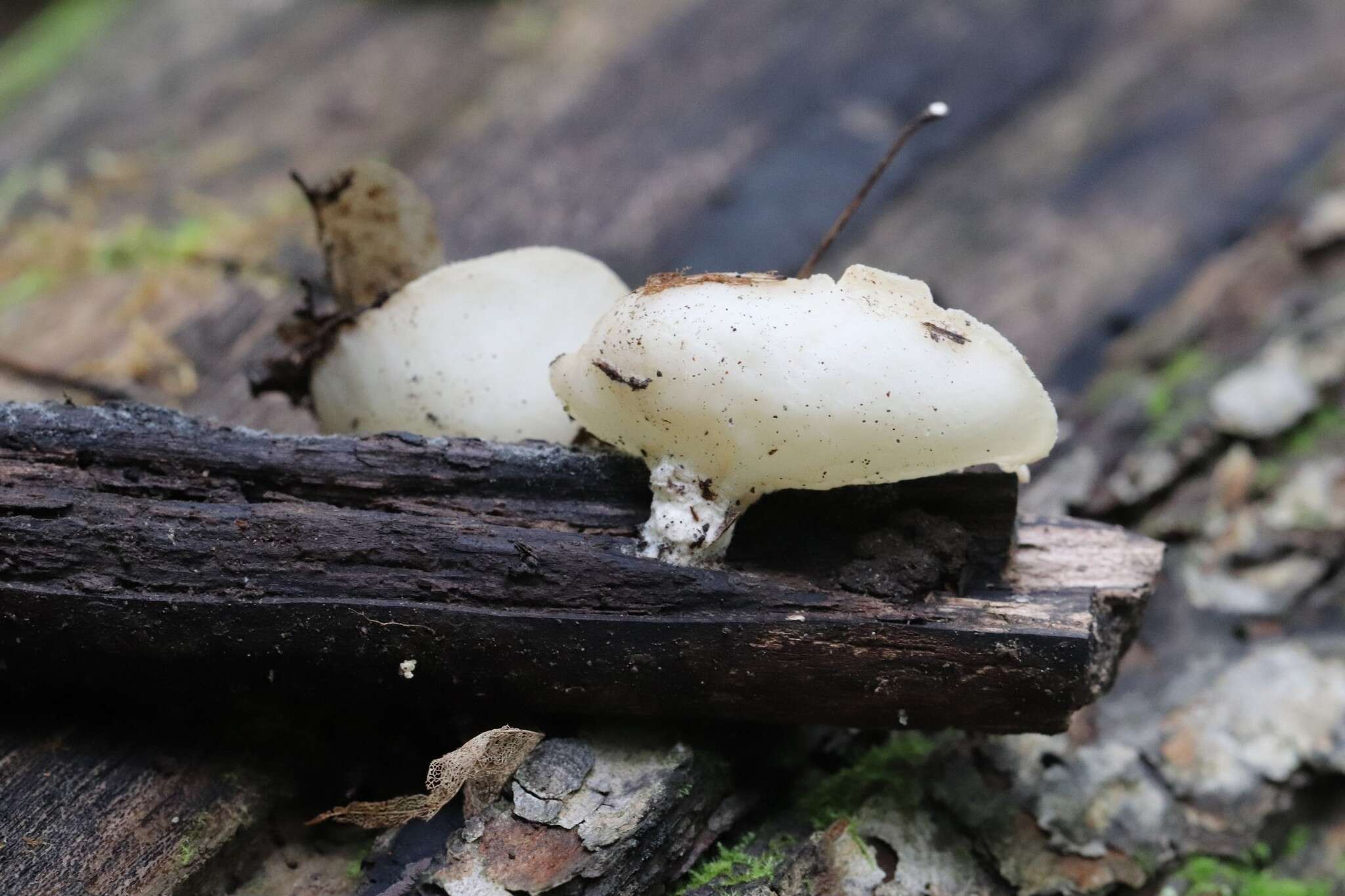 Слика од Sarcoscypha vassiljevae Raitv. 1964