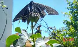 Image of Papilio menatius Hübner 1819