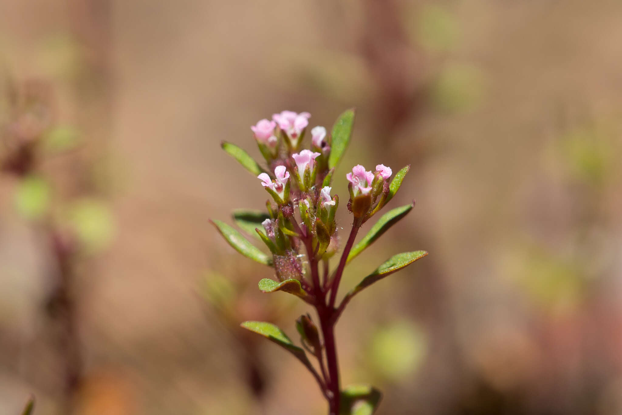 Image of Levenhookia pusilla R. Br.