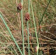 Image of Chorizandra cymbaria R. Br.