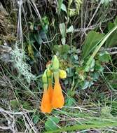 Image of Stenomesson aurantiacum (Kunth) Herb.