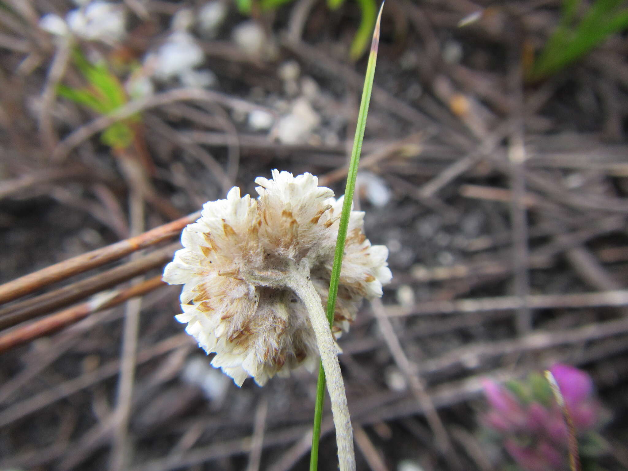 Image of Anaxeton asperum (Thunb.) DC.