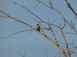 Image of Flycatcher-shrike