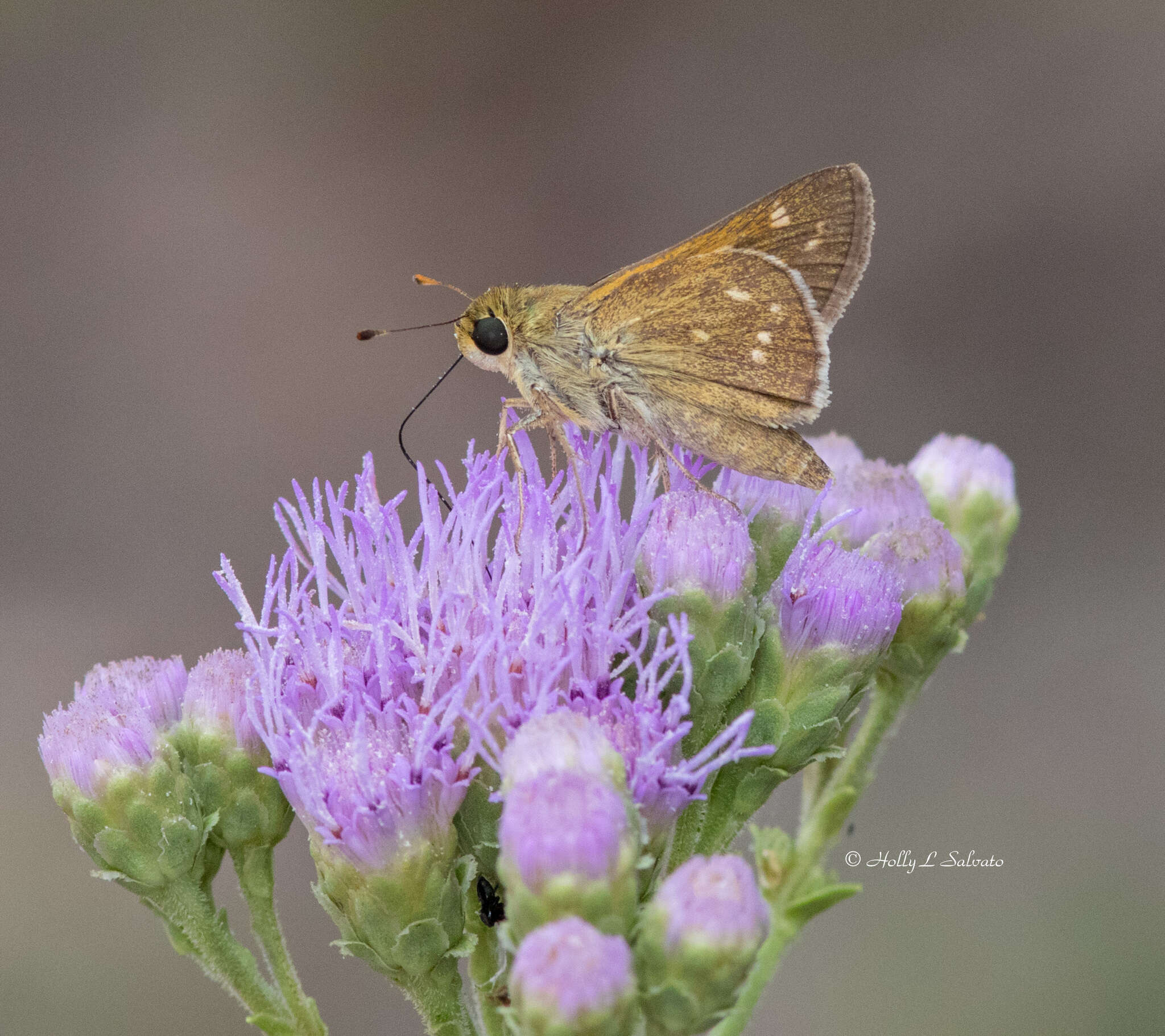 Image of Dotted Skipper