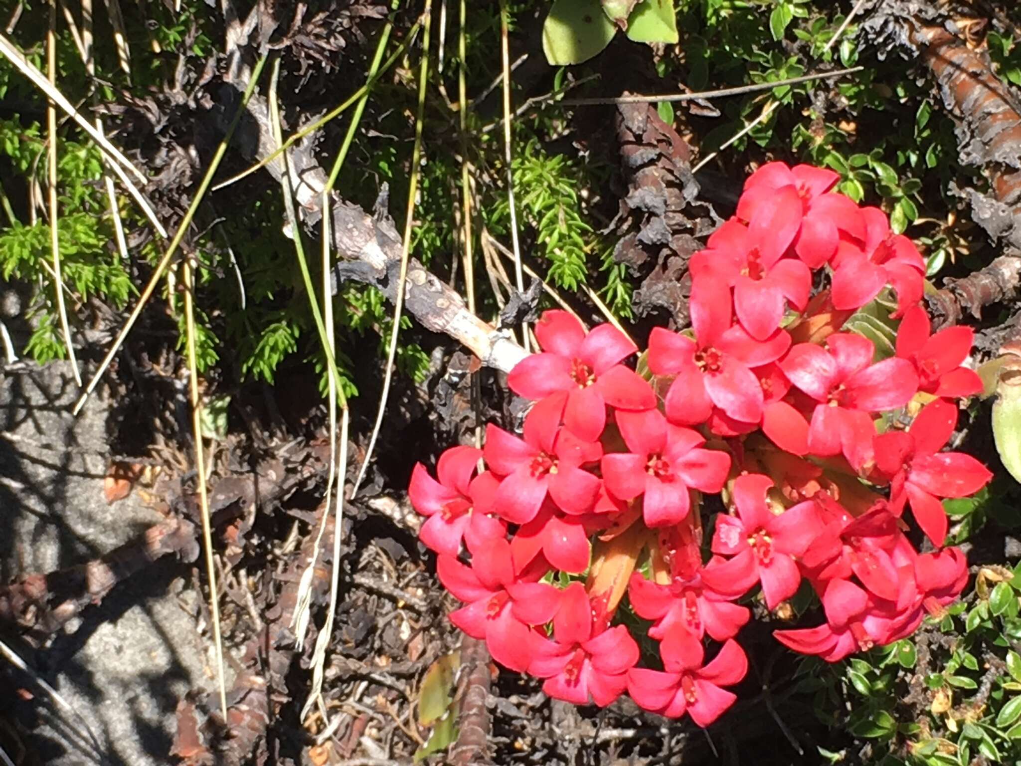 Image of Crassula coccinea L.