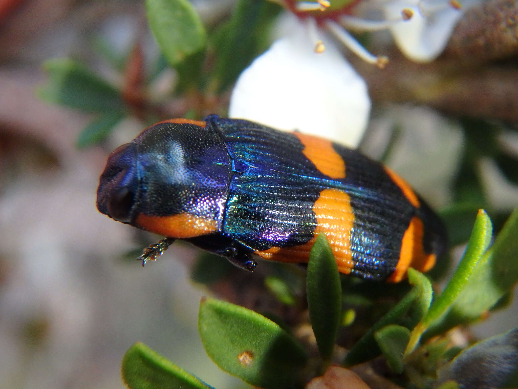 Image of Castiarina grata (Saunders 1869)