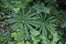 Imagem de Arisaema erubescens (Wall.) Schott