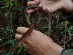 Image of Rhabdophis murudensis (M. A. Smith 1925)