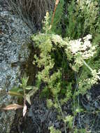 Image of Galium maritimum L.