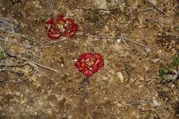 صورة Drosera zonaria Planch.