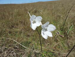 Plancia ëd Delphinium leroyi Franch. ex Huth