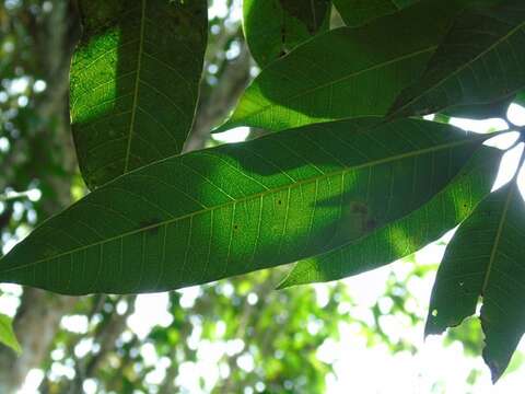 Image of soursop