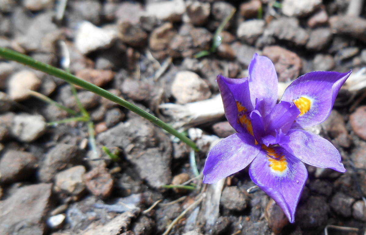 Image of Moraea alpina Goldblatt