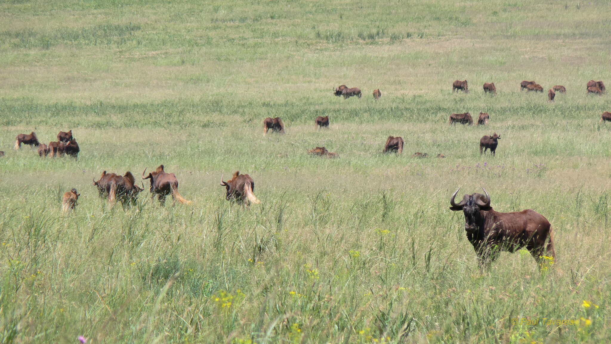 Image of Black Wildebeest