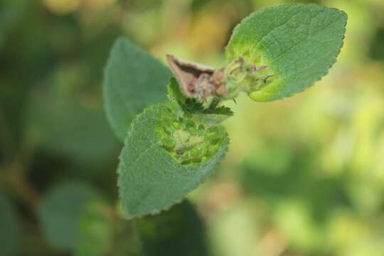 Image of Peltaea sessiliflora (Kunth) Standl.