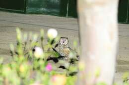 Image of Long-eared Owl