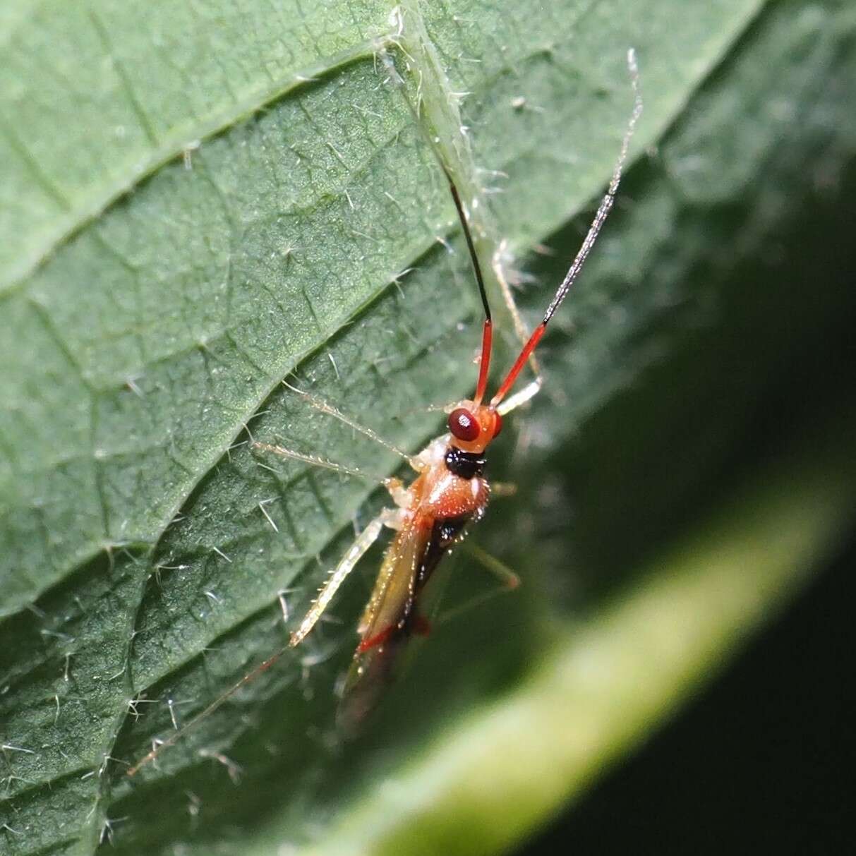 Image of Hyaliodes harti Knight 1941