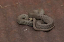 Imagem de Coluber constrictor foxii (Baird & Girard 1853)