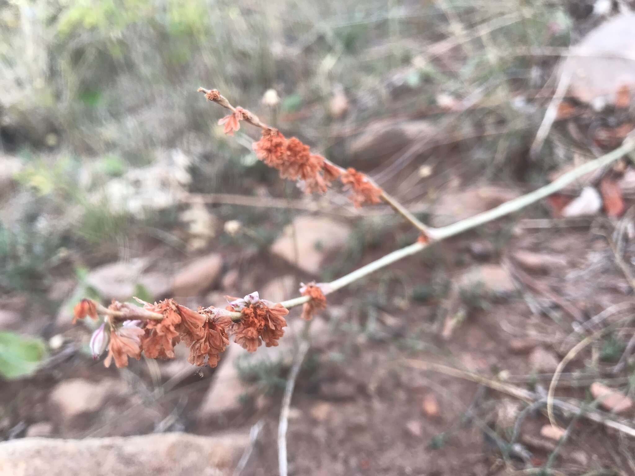 Image of redroot buckwheat