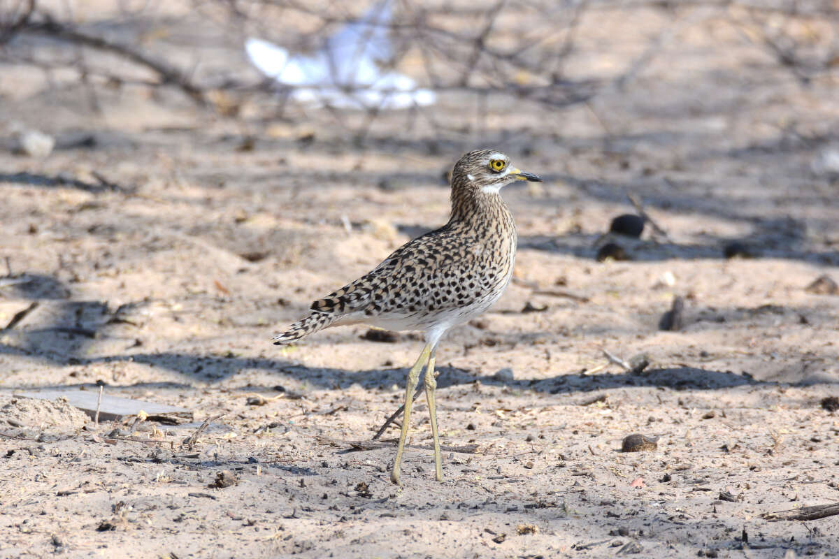 Image of Cape Thick-knee