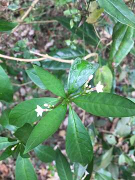 Image of Rauvolfia verticillata (Lour.) Baill.