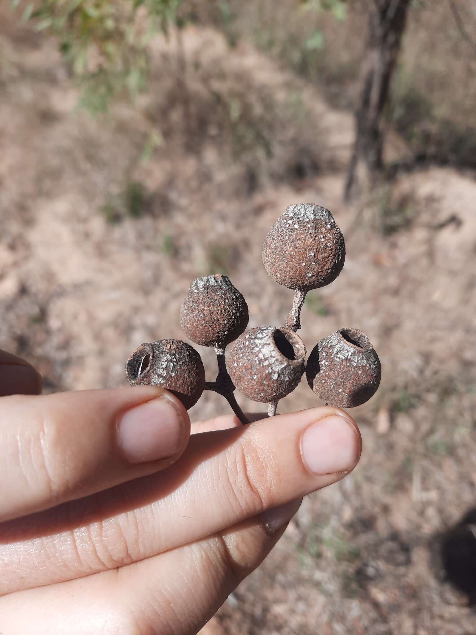 Image of Corymbia setosa (Schauer) K. D. Hill & L. A. S. Johnson