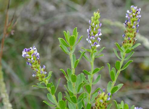 Image de Otholobium spicatum (L.) C. H. Stirt.