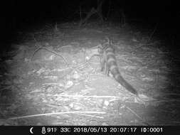 Image of Blotched Genet