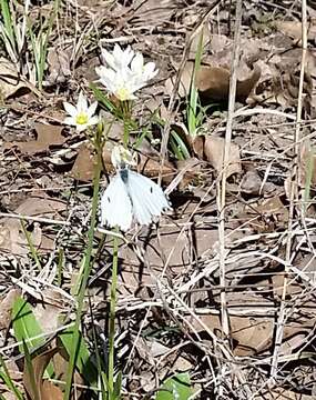 Image of Falcate Orangetip