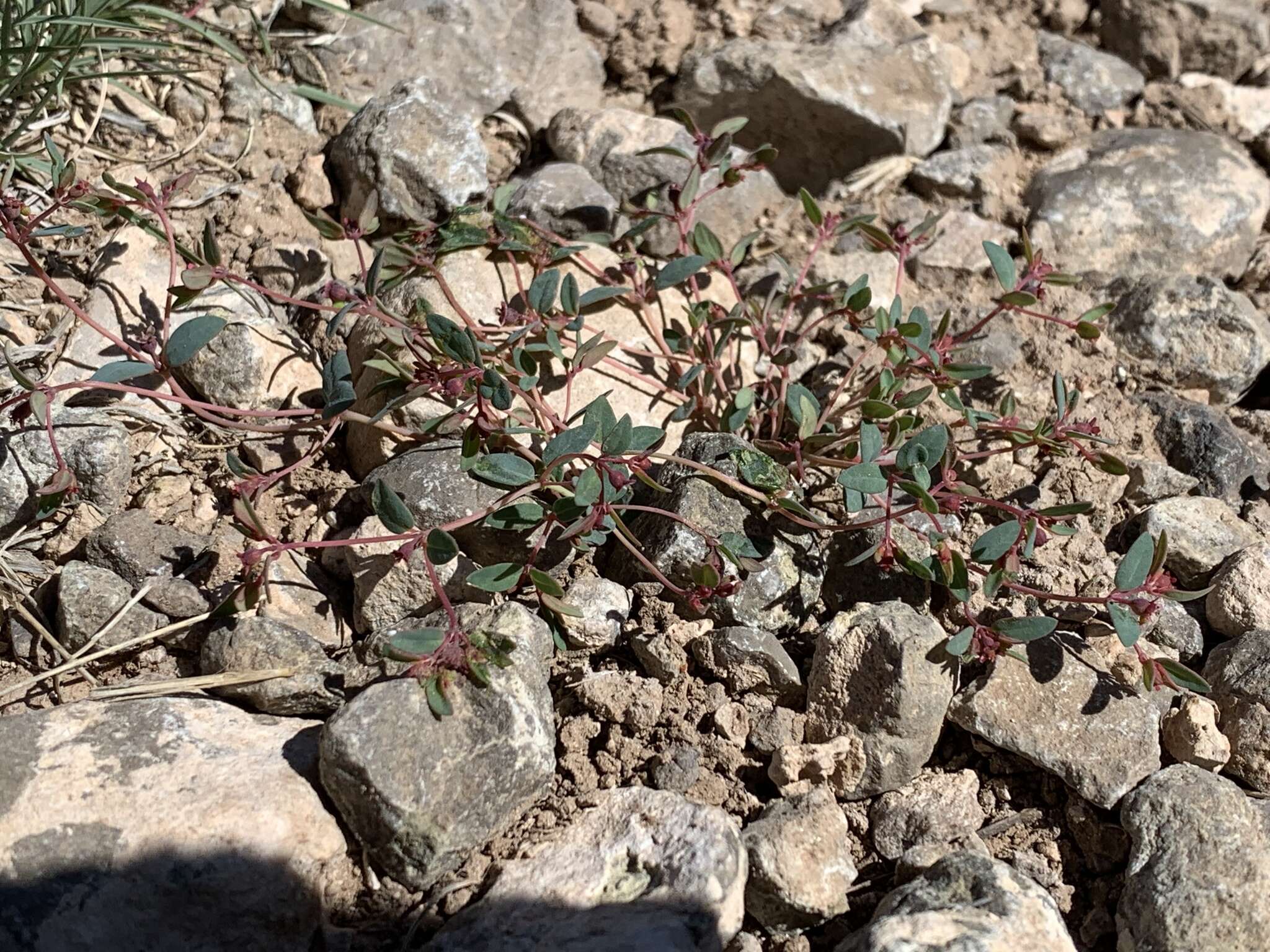 Слика од Euphorbia chaetocalyx (Boiss.) Tidestr.