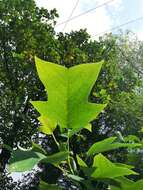 Image of Chinese Tulip Tree