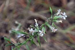 Image de Liatris carizzana (Gaiser) G. L. Nesom