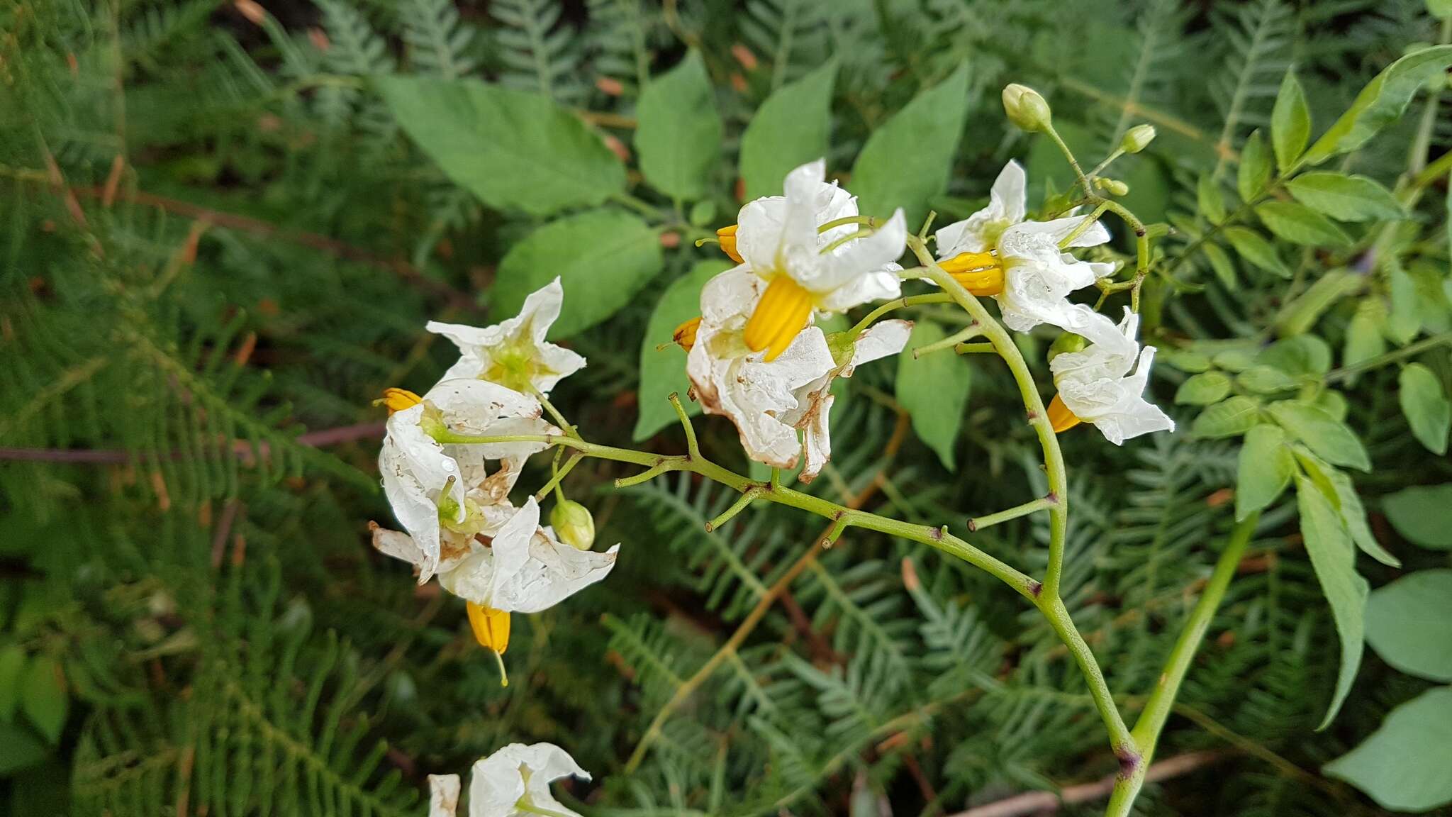 Image of Solanum chacoense Bitter