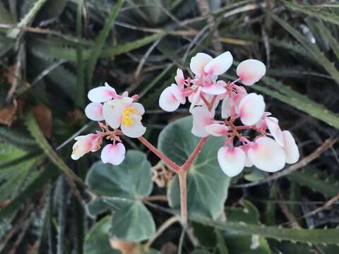 Image of Begonia grisea A. DC.