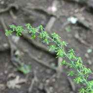 Image of Appalachian bunchflower