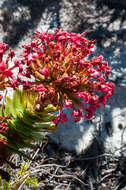 Image of Crassula coccinea L.